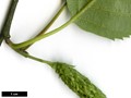 SpeciesSub: subsp. jacquemontii 'Doorenbos' SpeciesSub: subsp. jacquemontii 'Doorenbos'